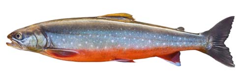 What Is Arctic Char? Discovering Coldwater Fish