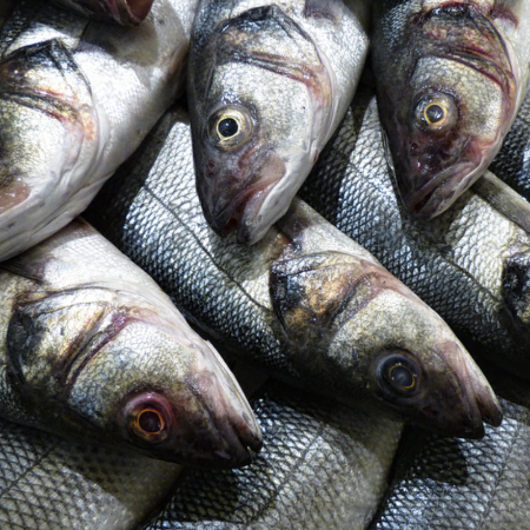 What Is Sea Bass? Exploring the Flavorful Fish