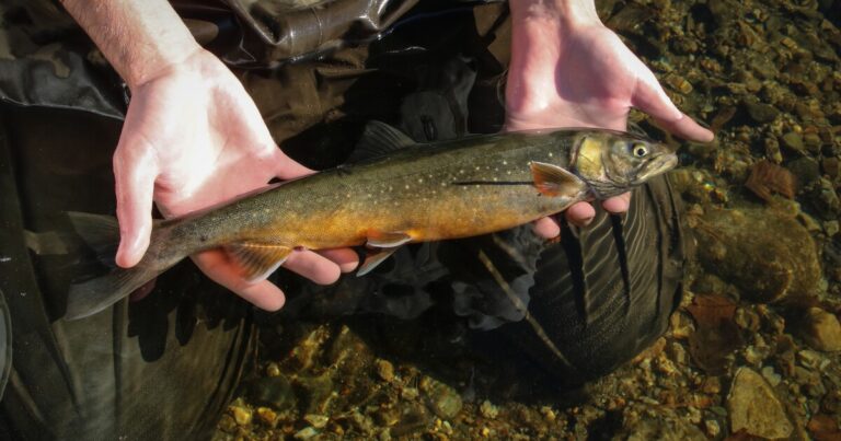 What Is Arctic Char? Discovering Coldwater Fish
